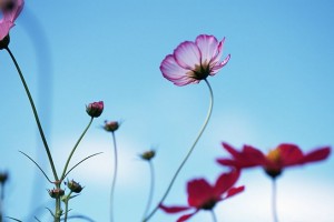 Flower meditation