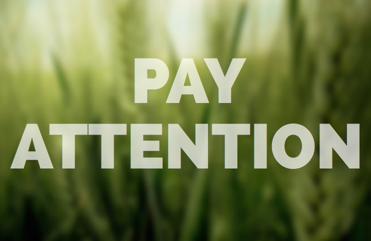 Pay Attention in Meditation