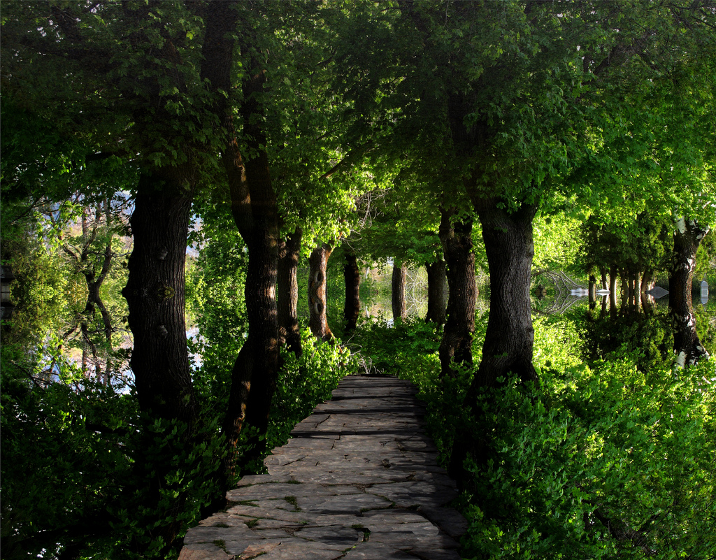 trees path to meditation