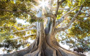 roots of tree light shining