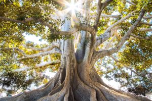 roots of tree light shining