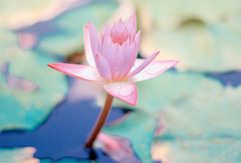 meditation lotus flower