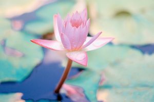 meditation lotus flower