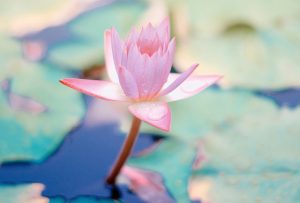 meditation lotus flower