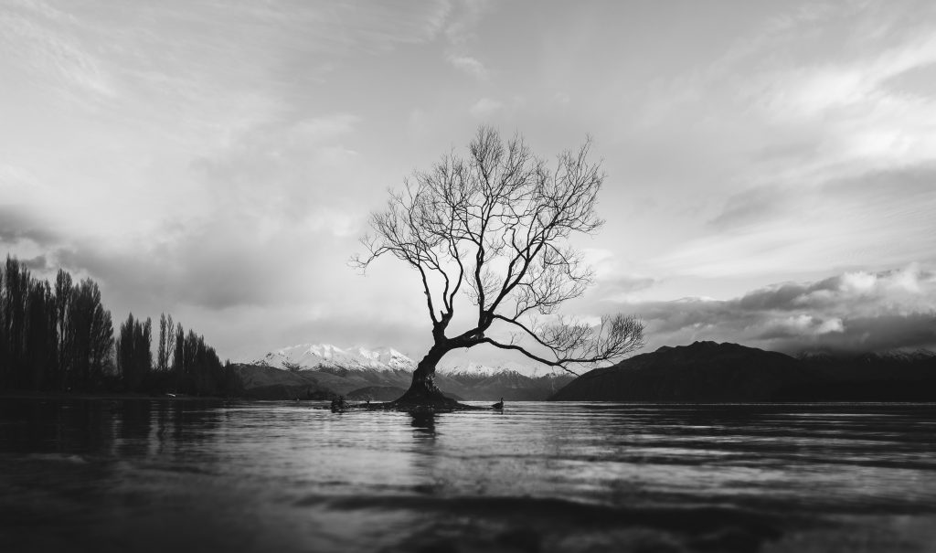 black and white river tree