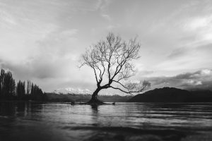 black and white river tree