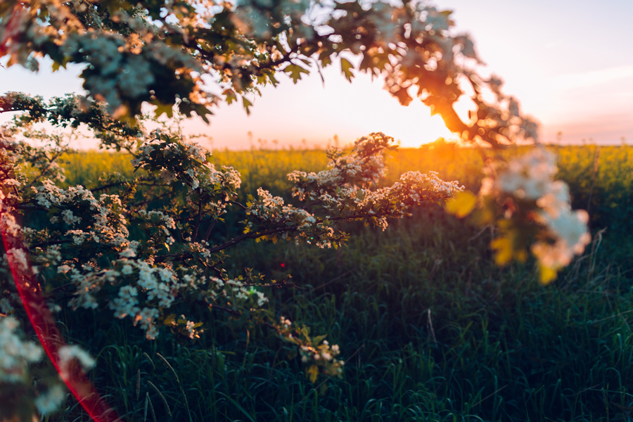 The Way of Nourishment: The Art of Heal From The Inside Out